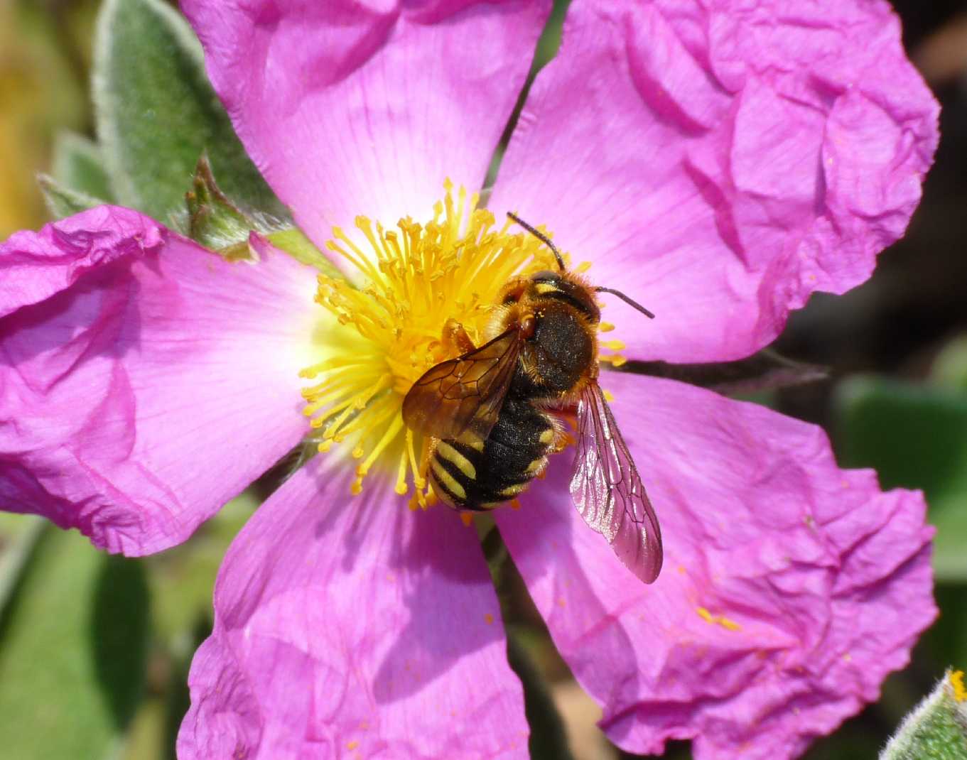 Anthidium sp.